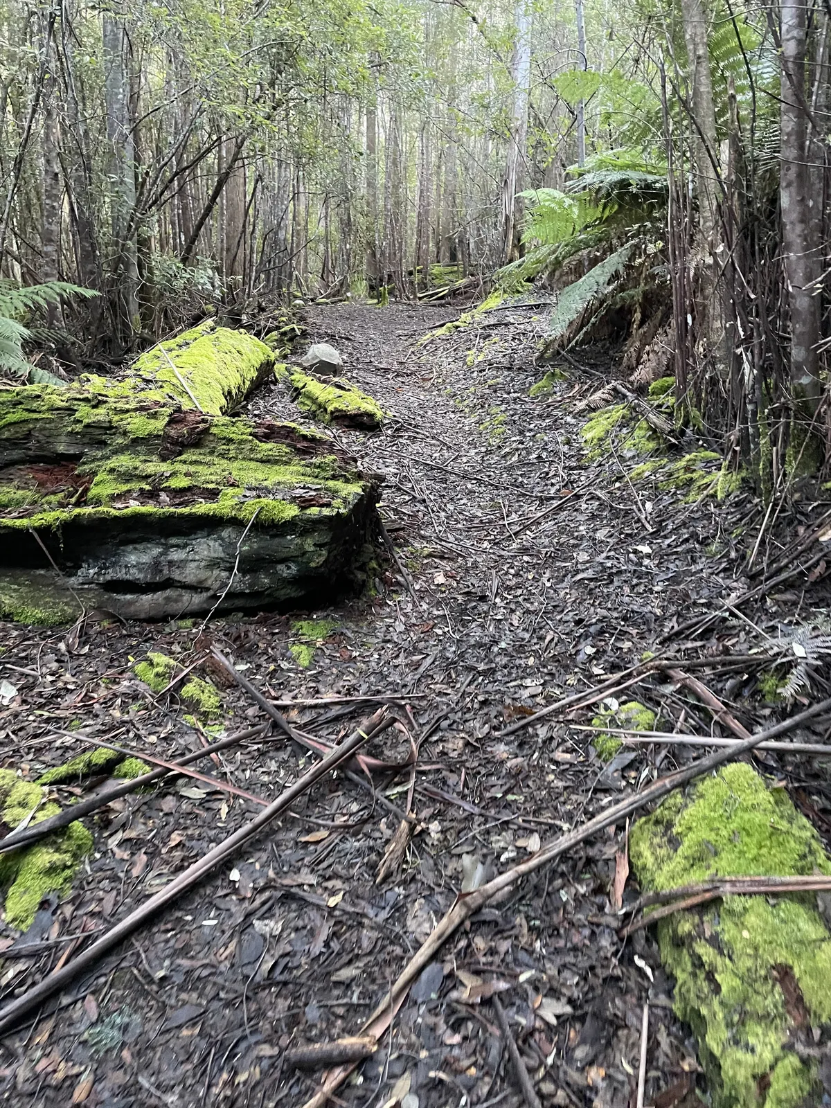 Mountain River Trail to Trestle Mountain
