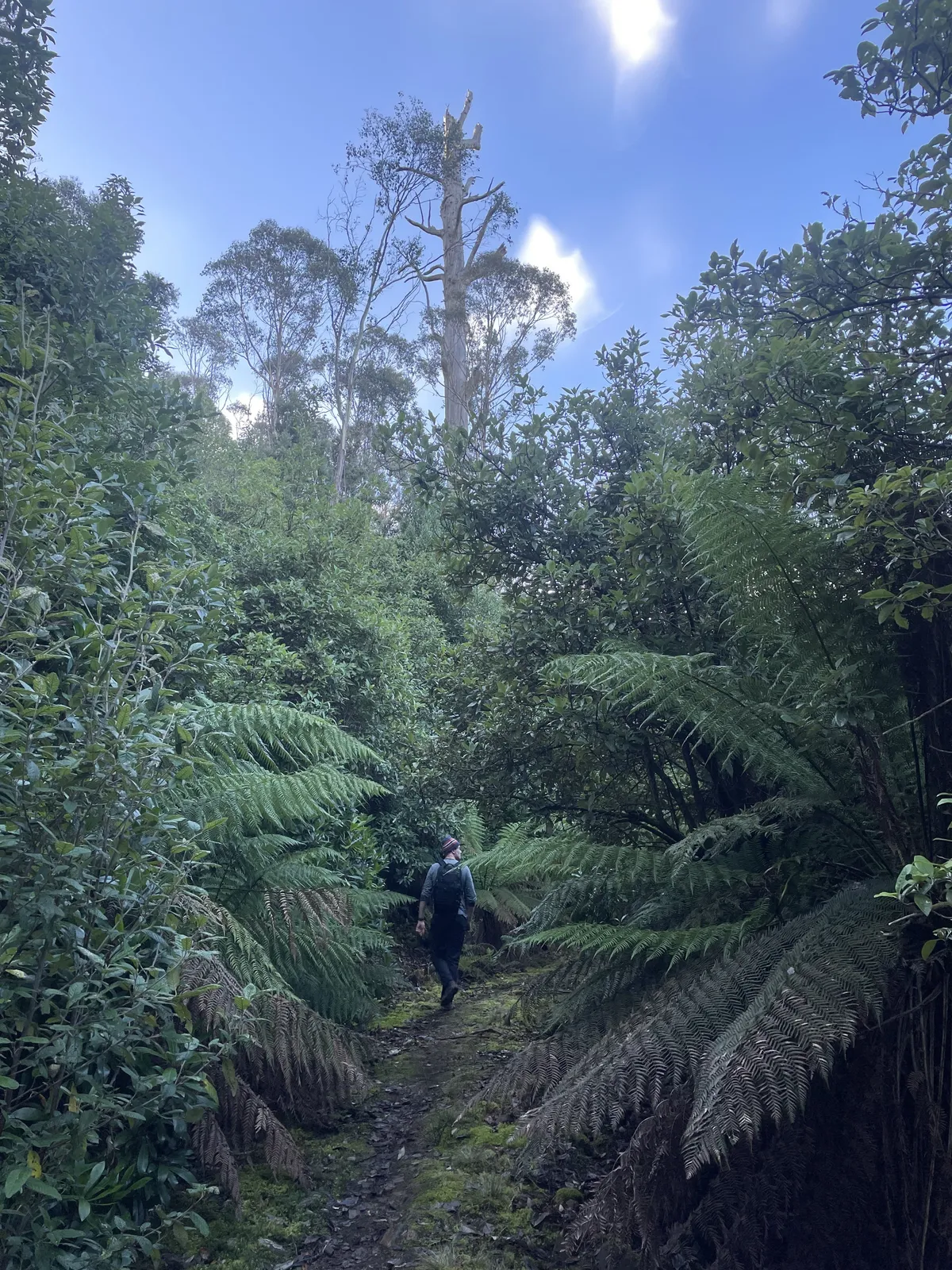 Mountain River Trail to Trestle Mountain