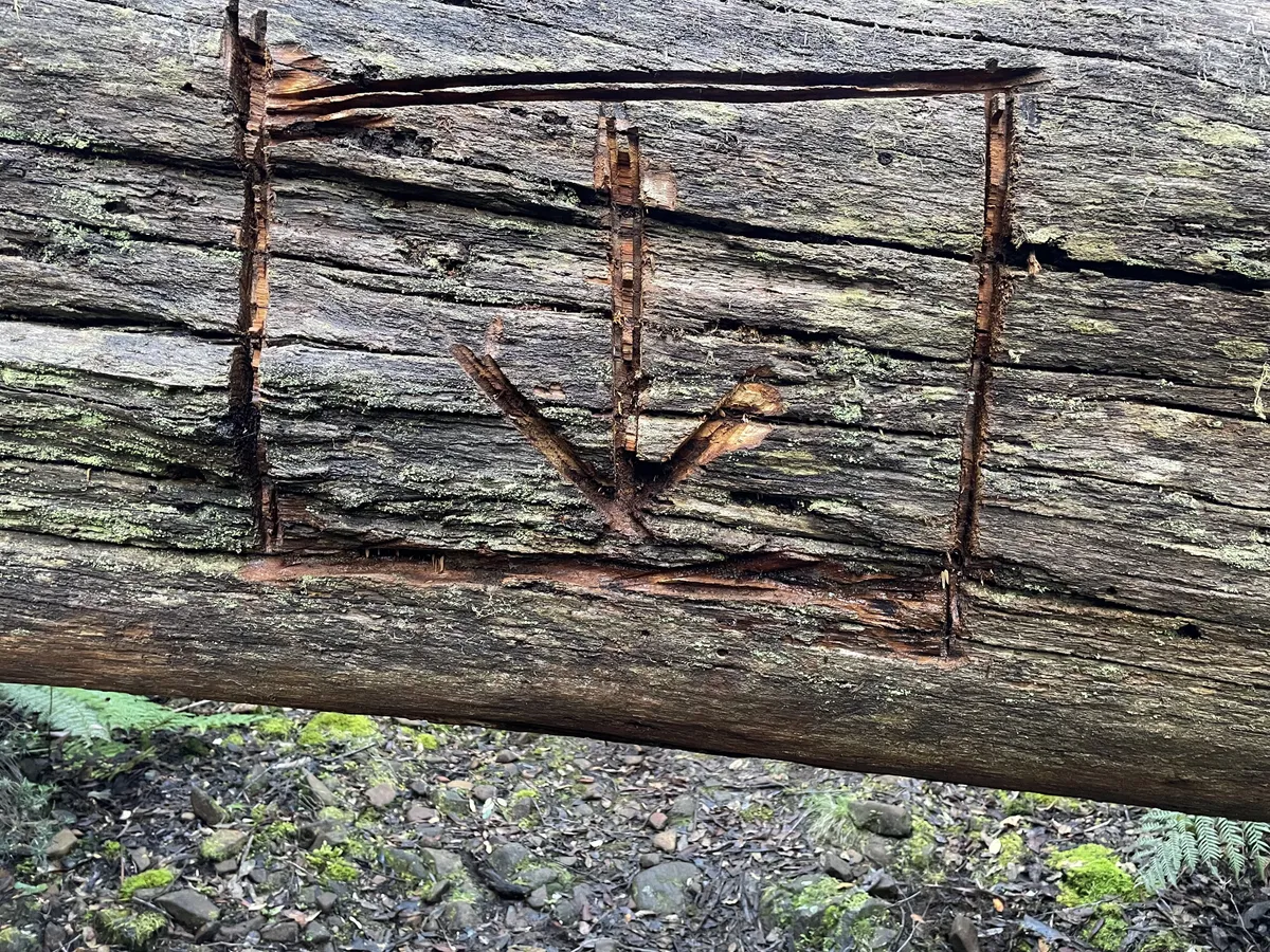 Mountain River Trail to Trestle Mountain
