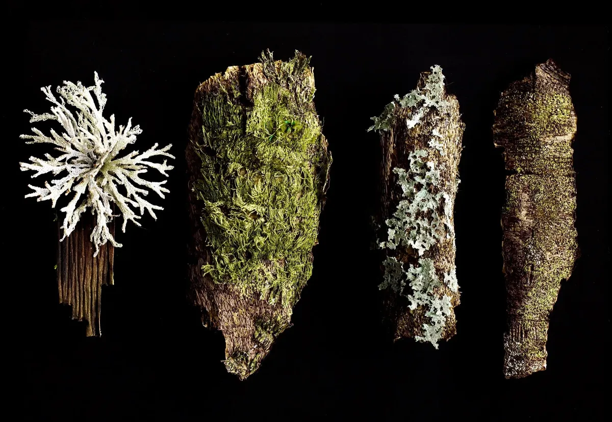 Amanda Cobbett – Embroidered Nature