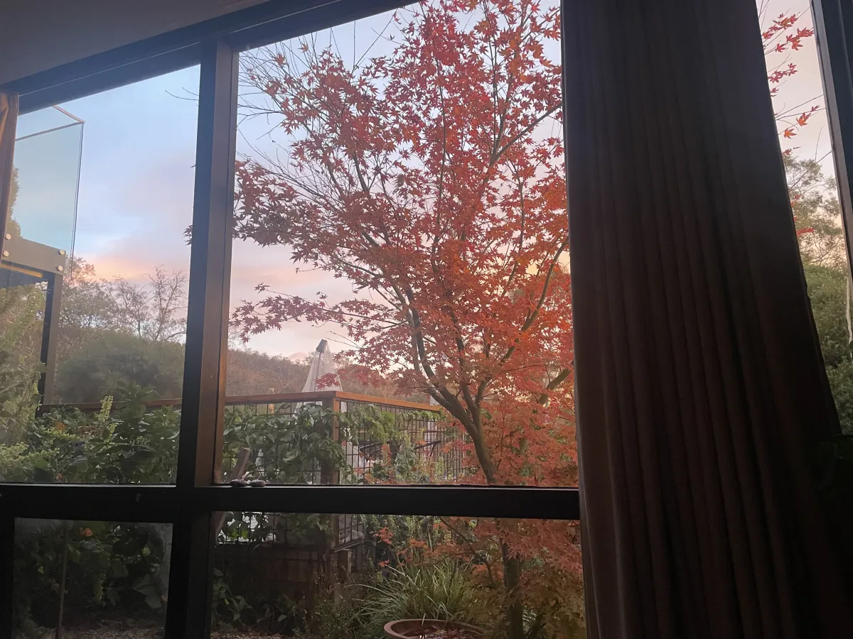 Looking outside of a window looking at autumn colours in. maple tree