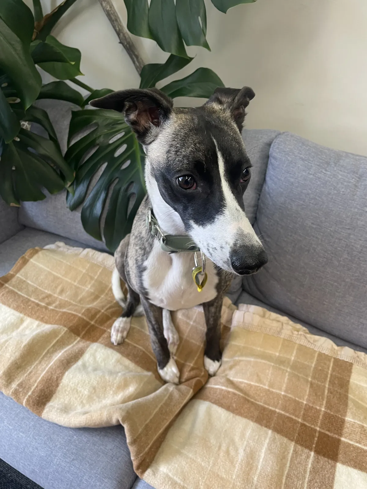 Photo of a dog sitting on a couch