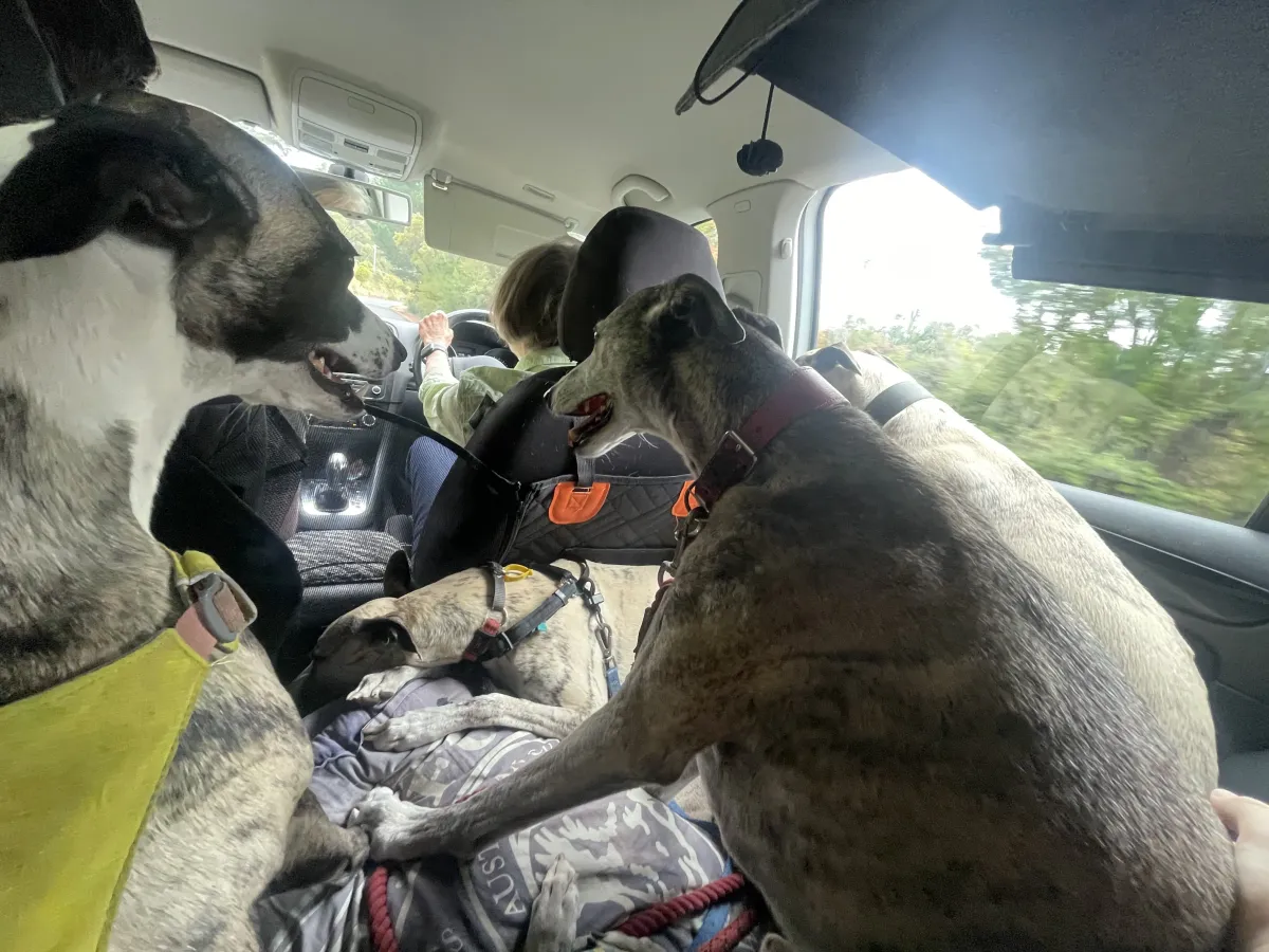 Dogs in the back of a car