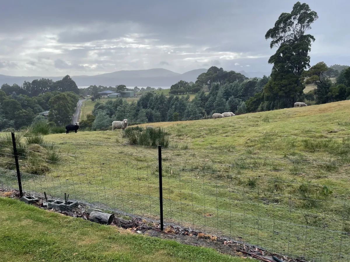 Sheep in a field