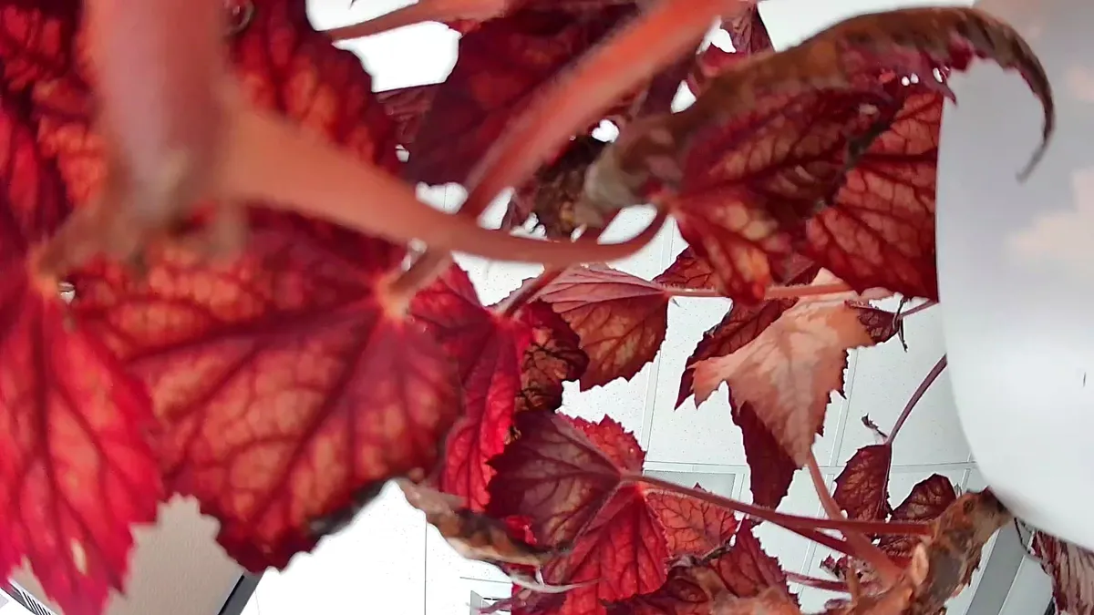Looking upwards towards some red leafs