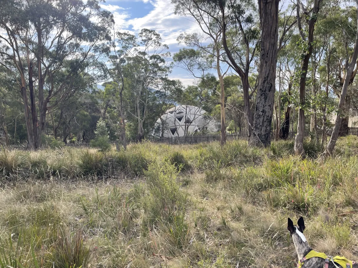 Dome in the bush