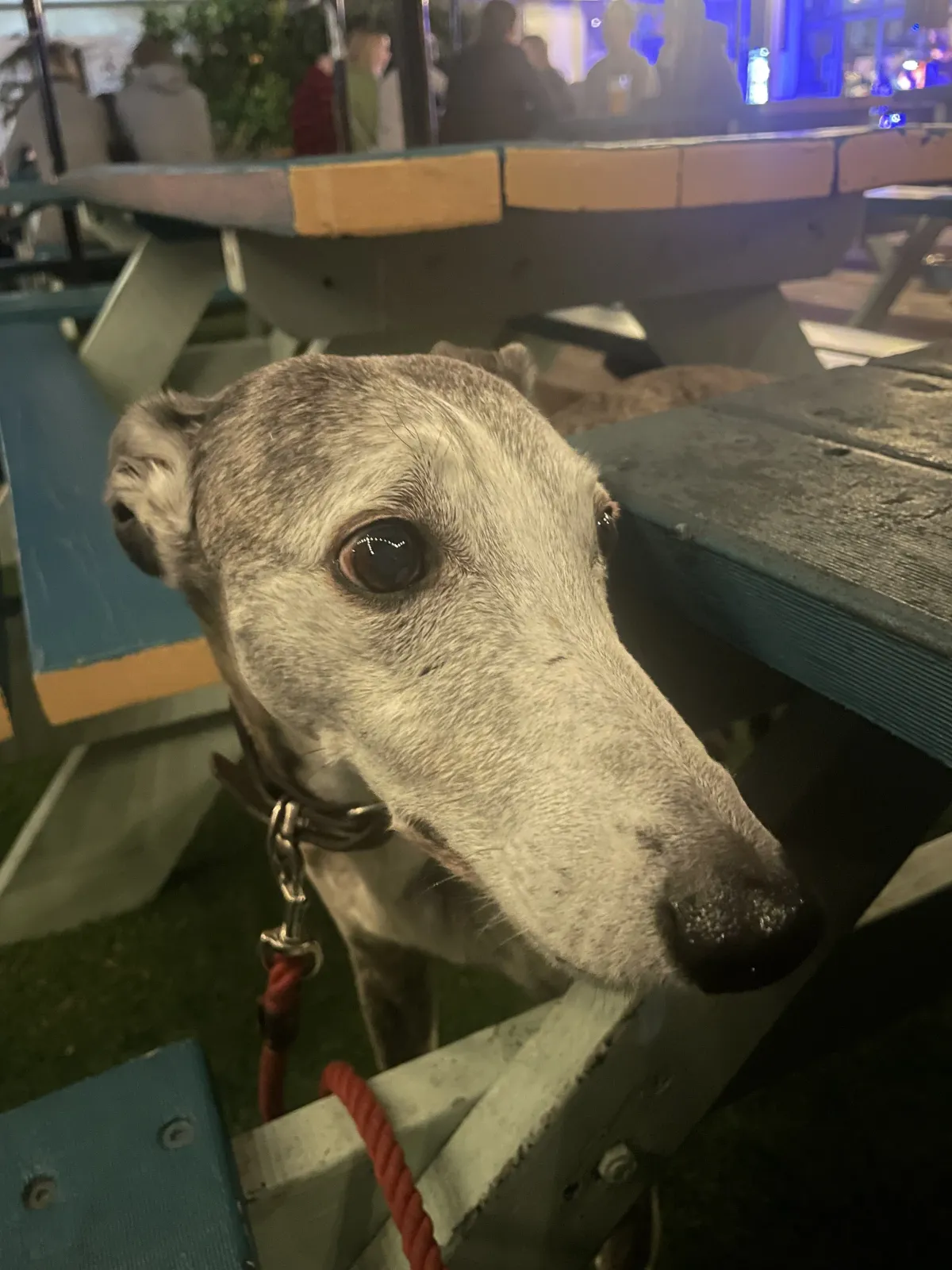 Dog