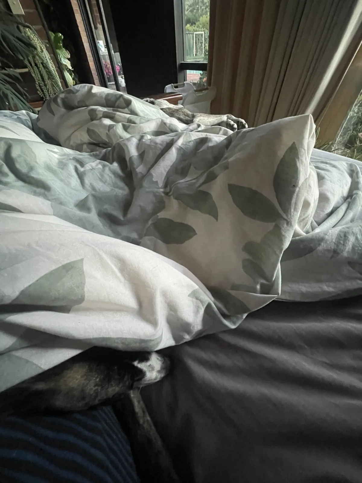 Dogs in bed
