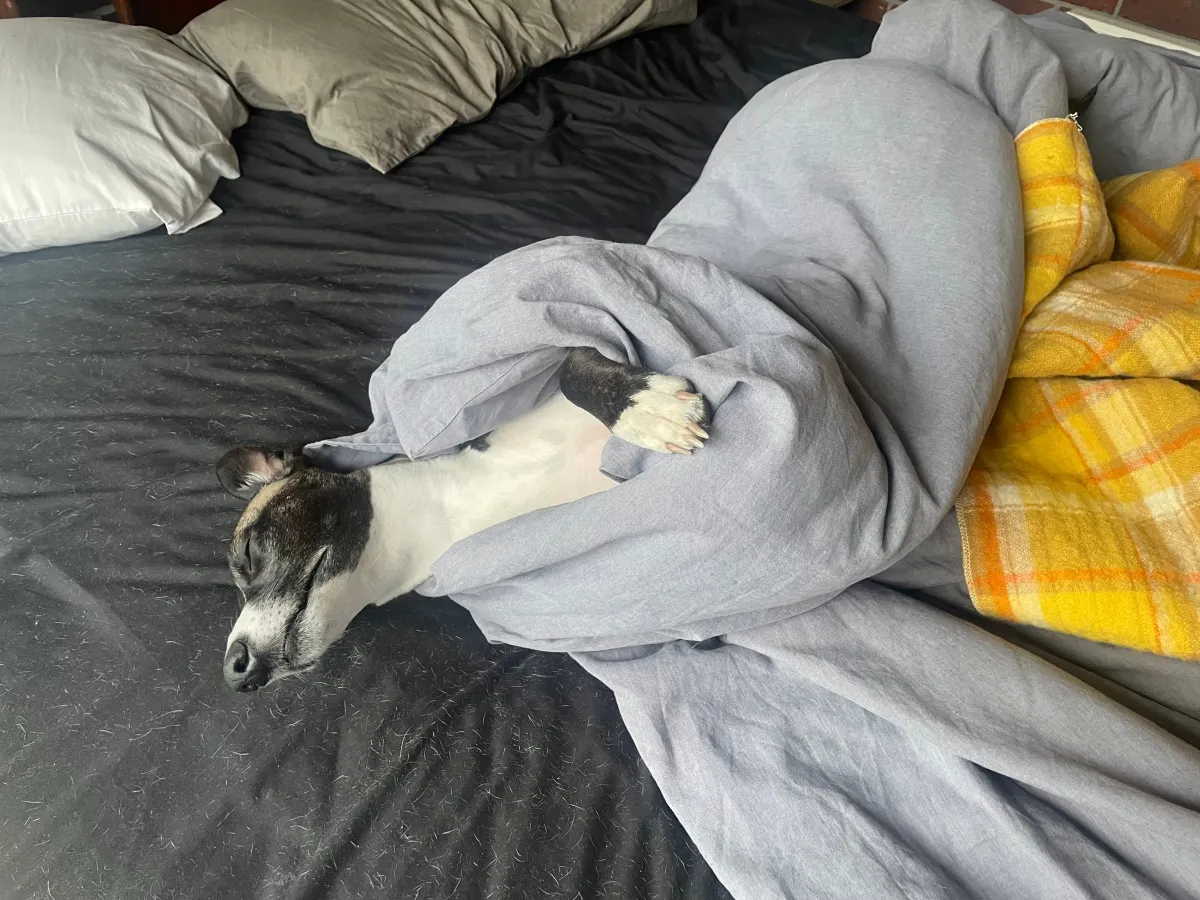 Dog snoozing in bed