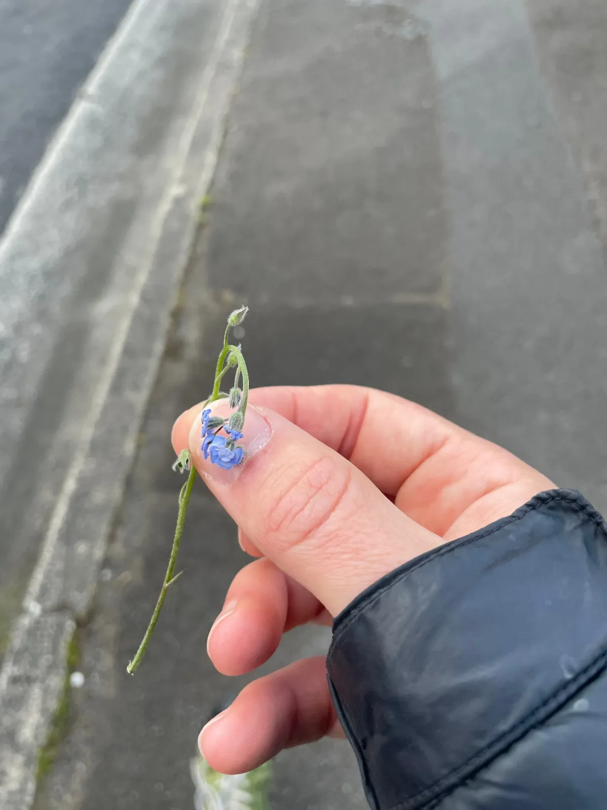Gift flower