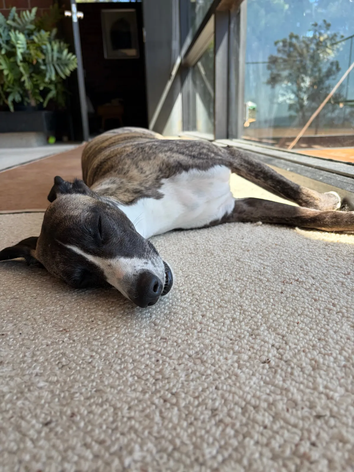 Snoozy dog