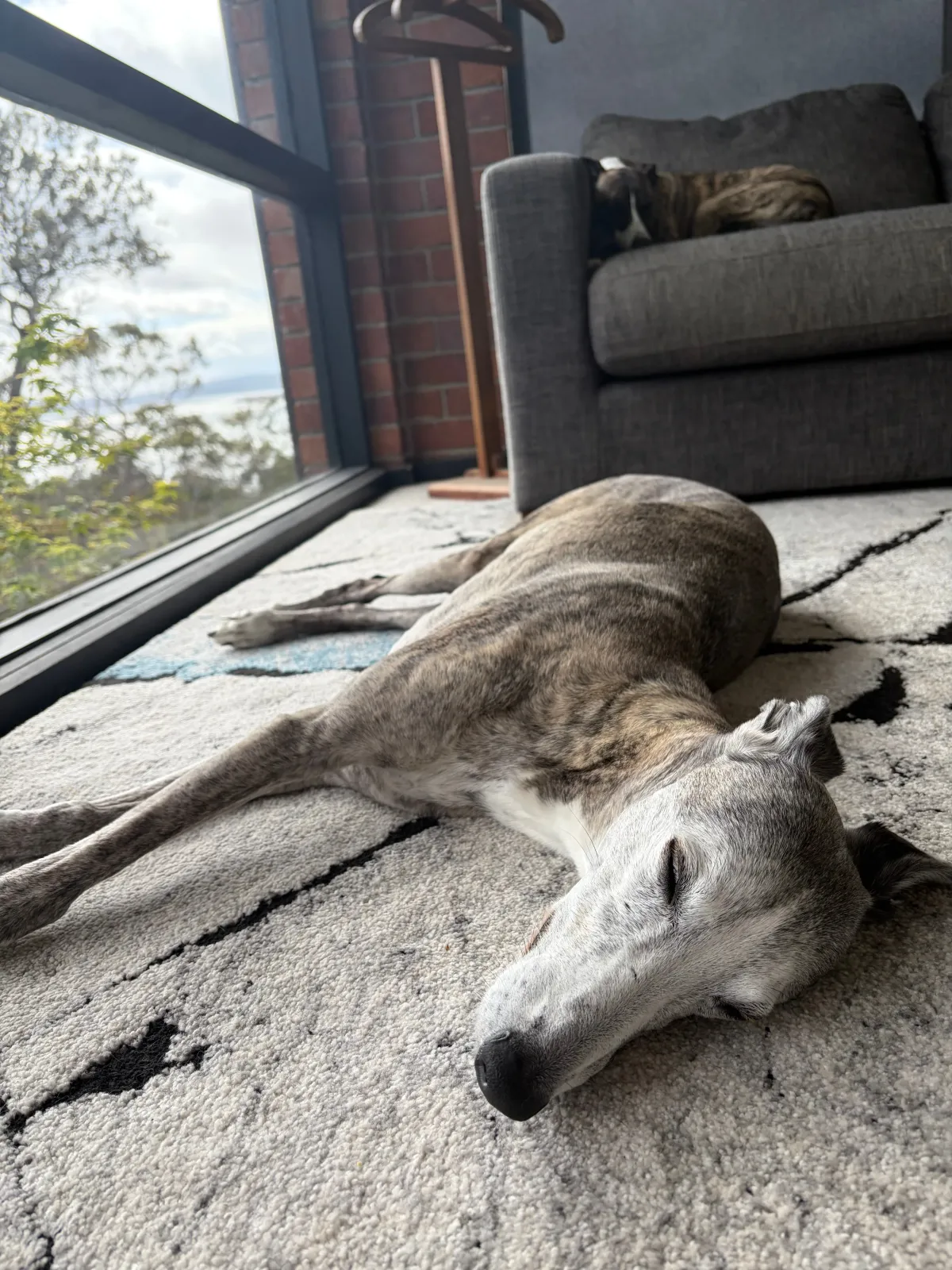 Snoozy dogs