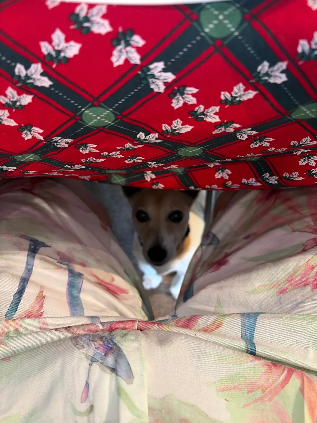 Begging dog
