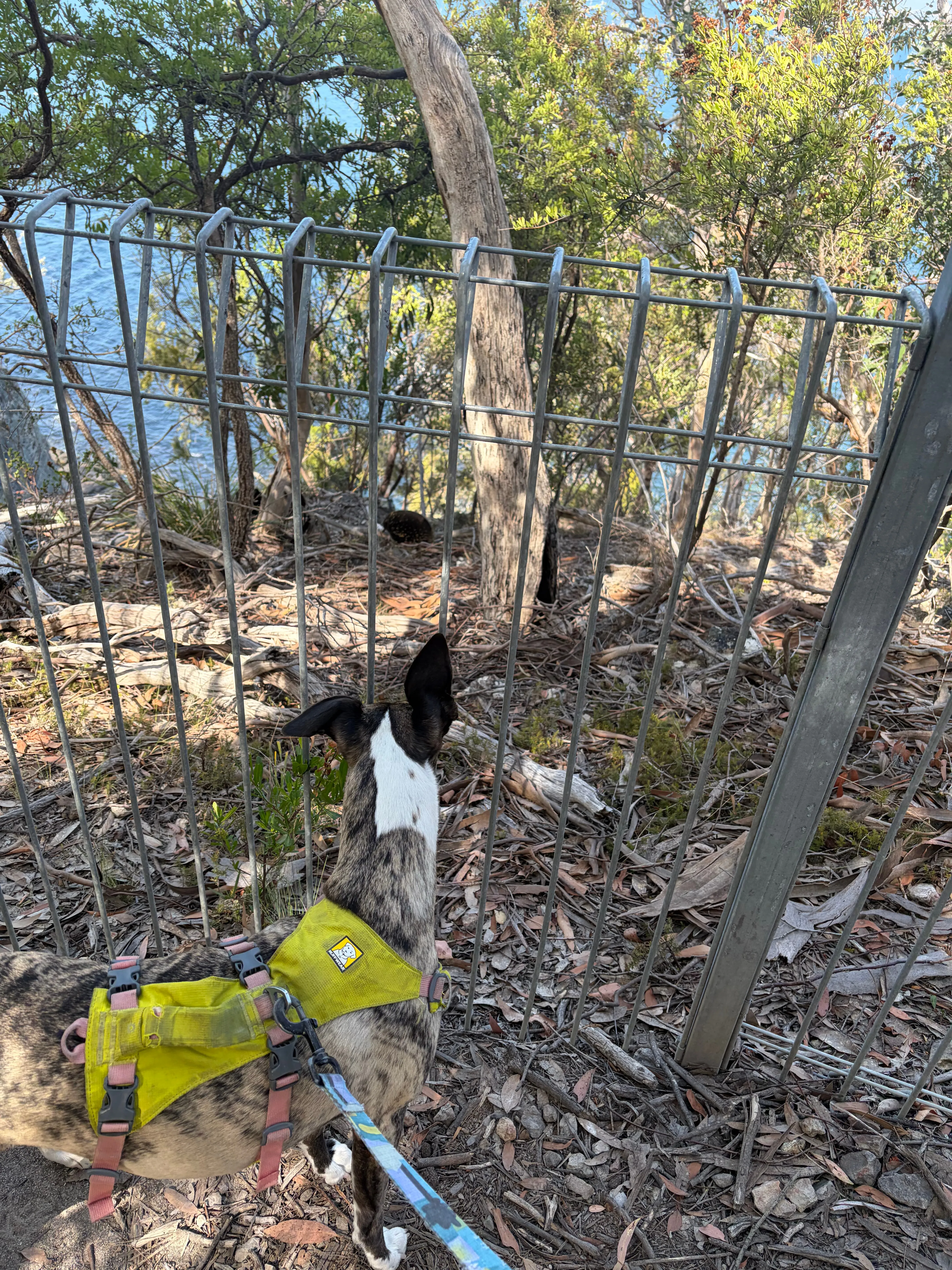 Dog looking through a fence at an echidna