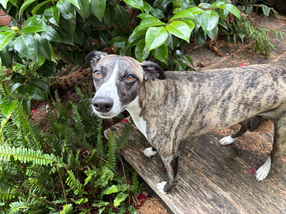 Dog in garden