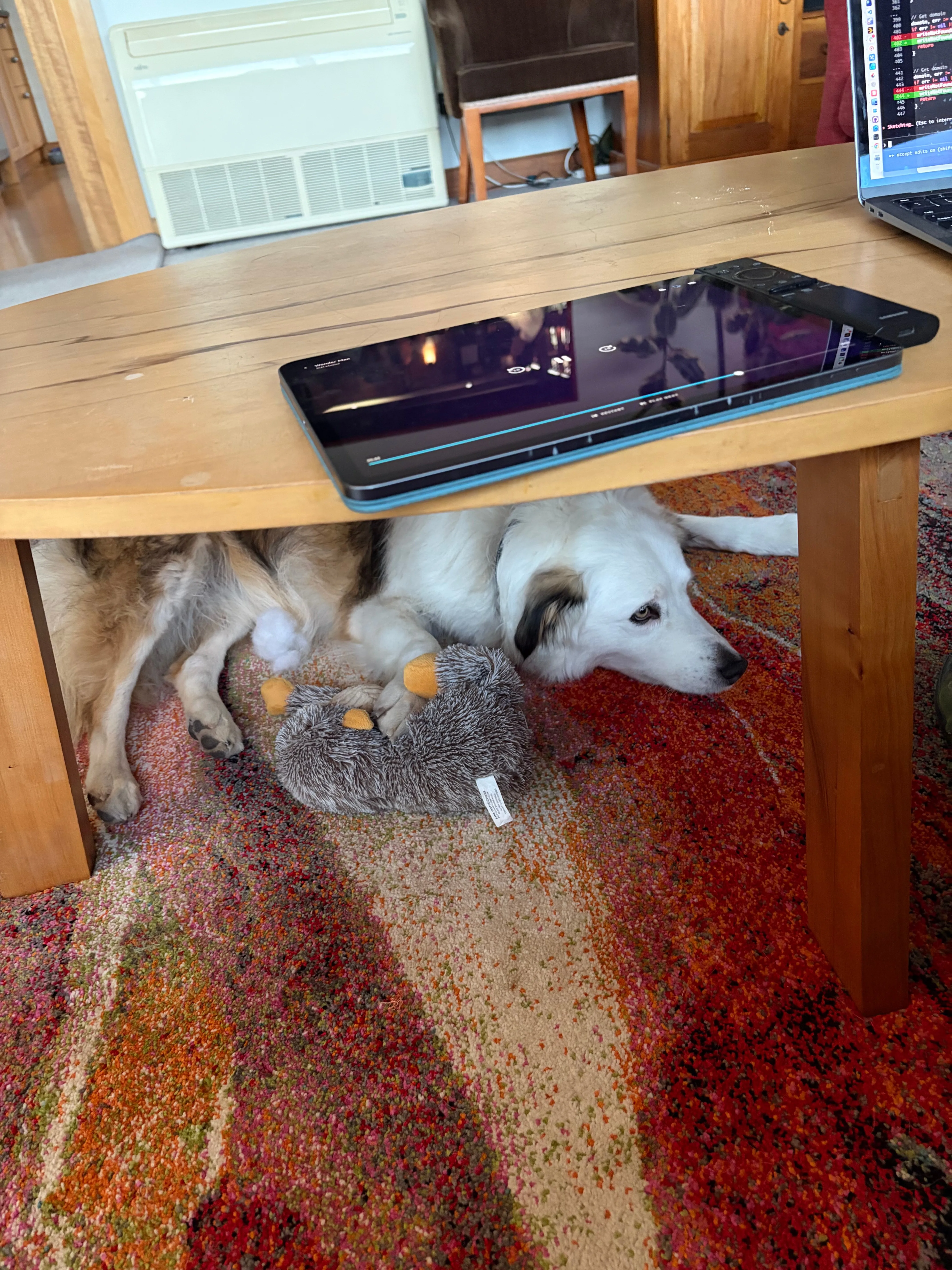 Dog under coffee table