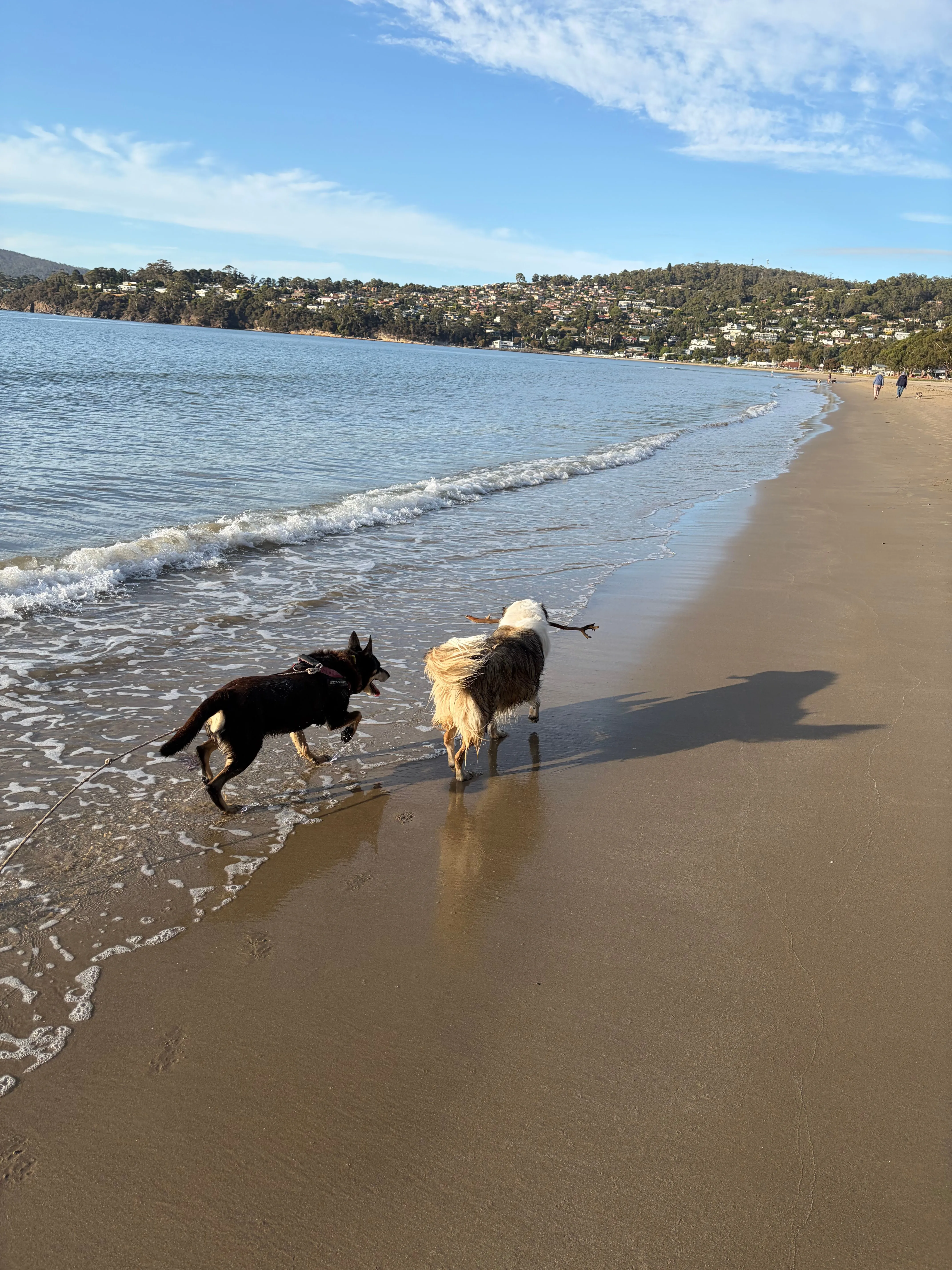 Two dogs on the beach