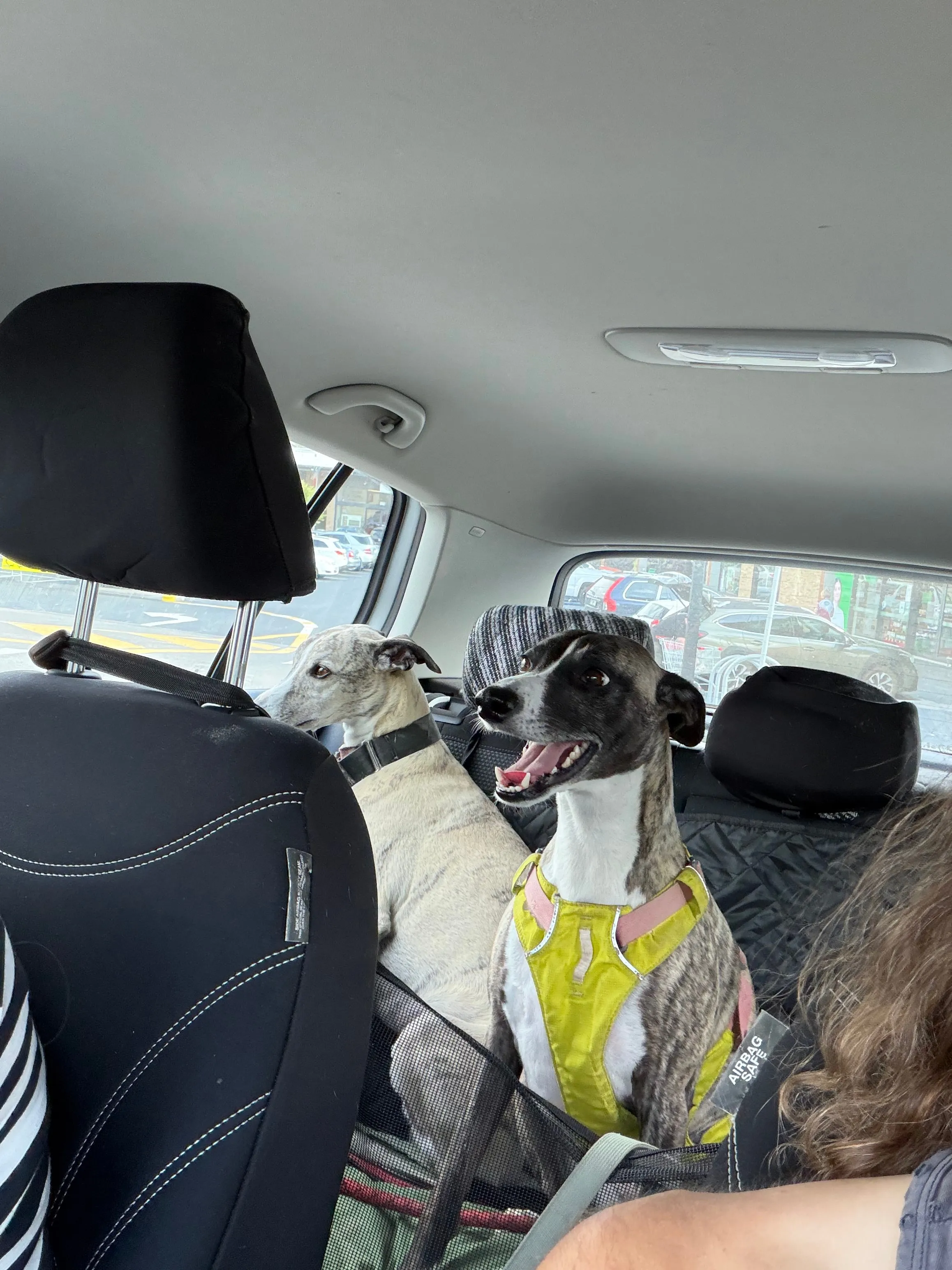 Two dogs in the back of a car