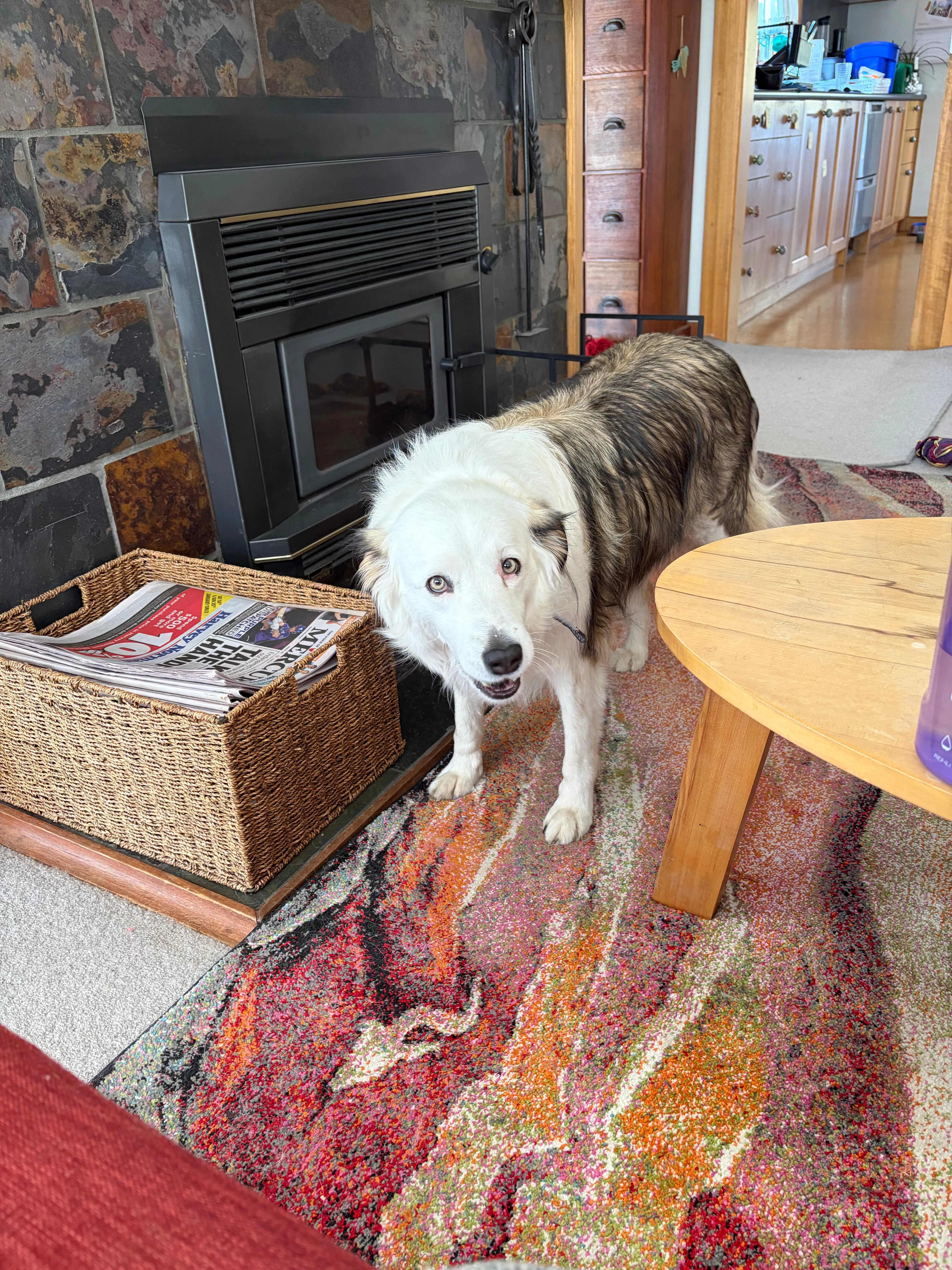 Dog telling me what's up