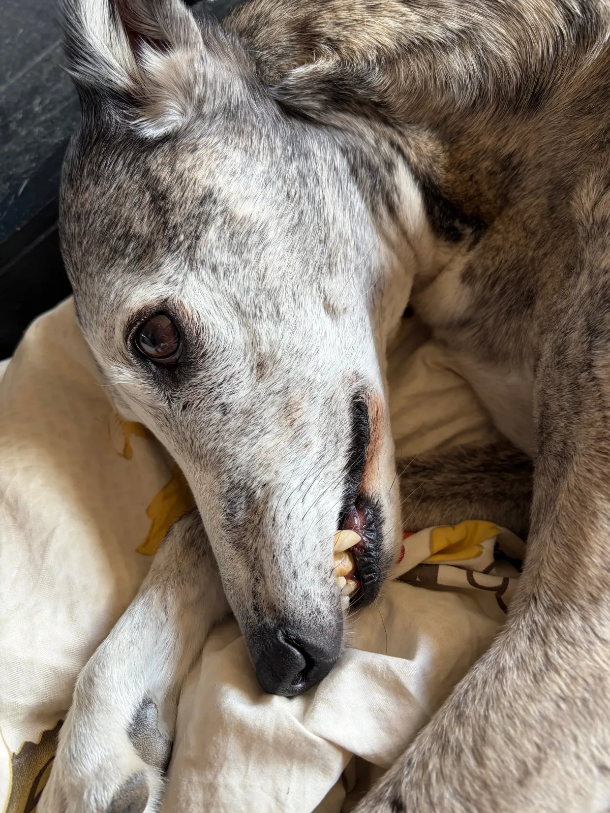 Dog teeth