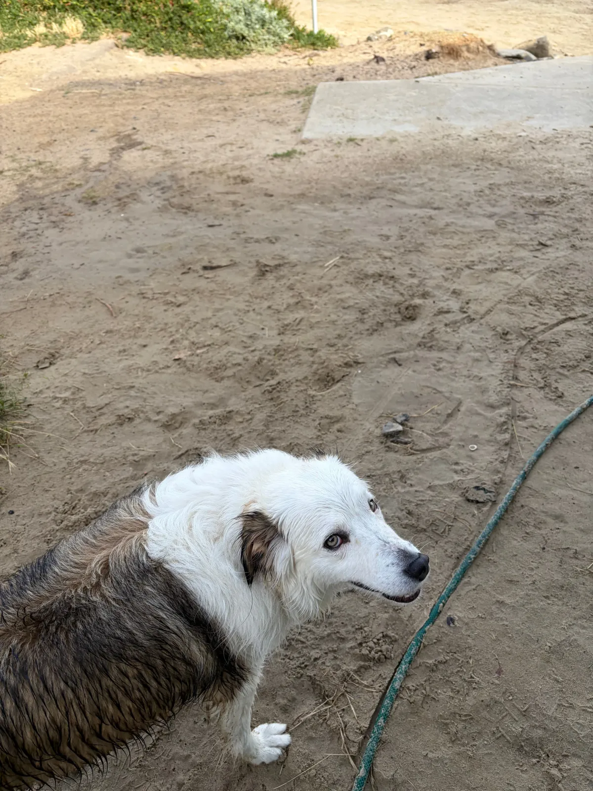 Happy dog