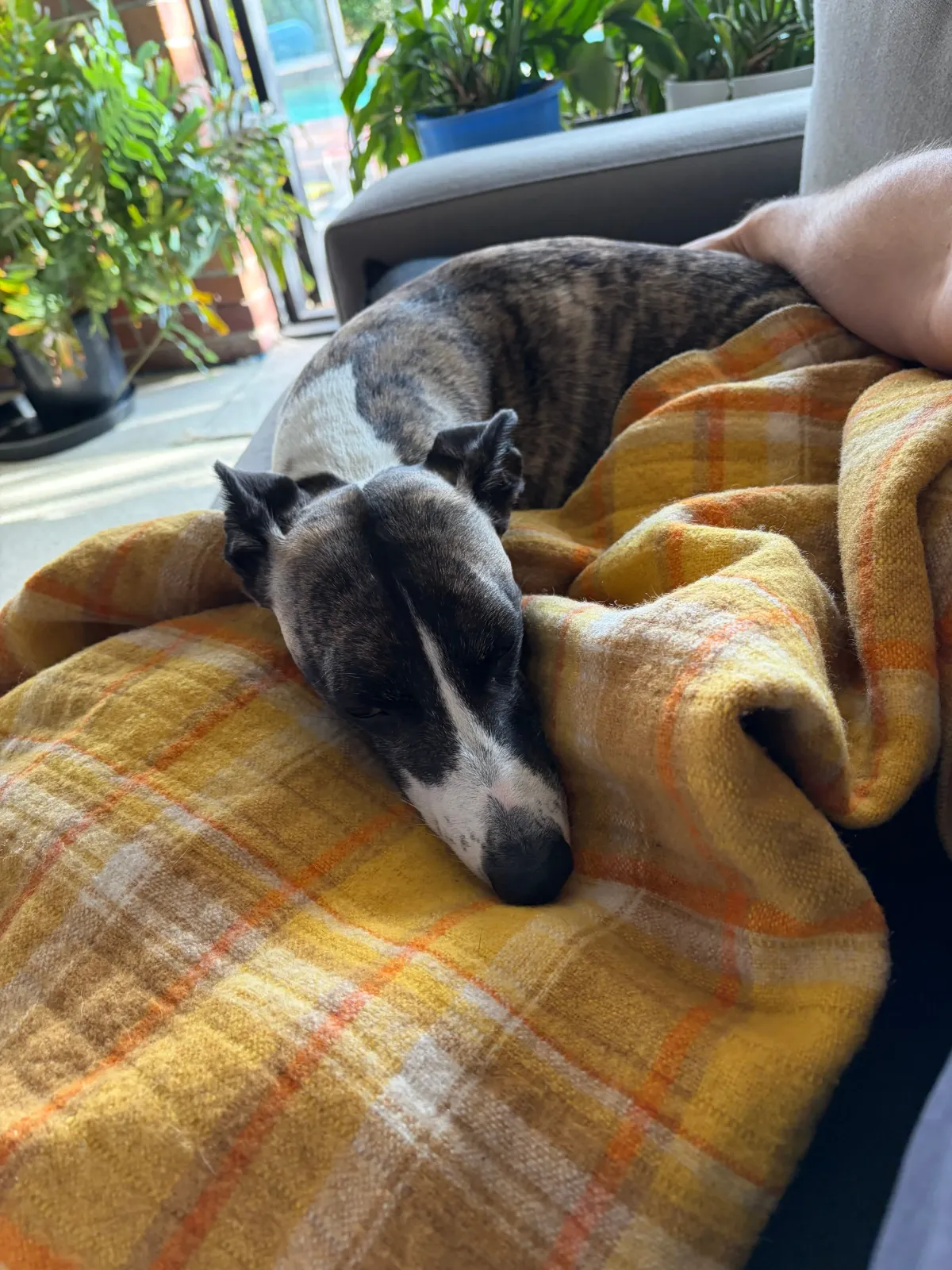 Sleepy dog