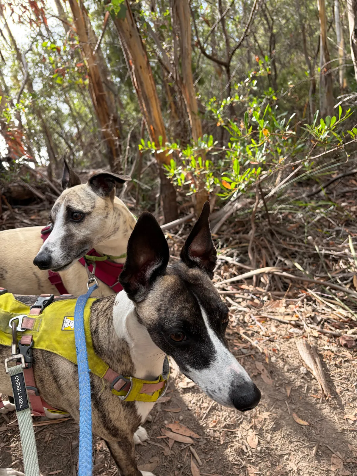 Dogs in the bush
