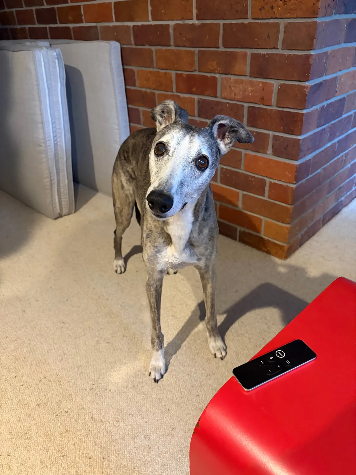 Dog begging for snack