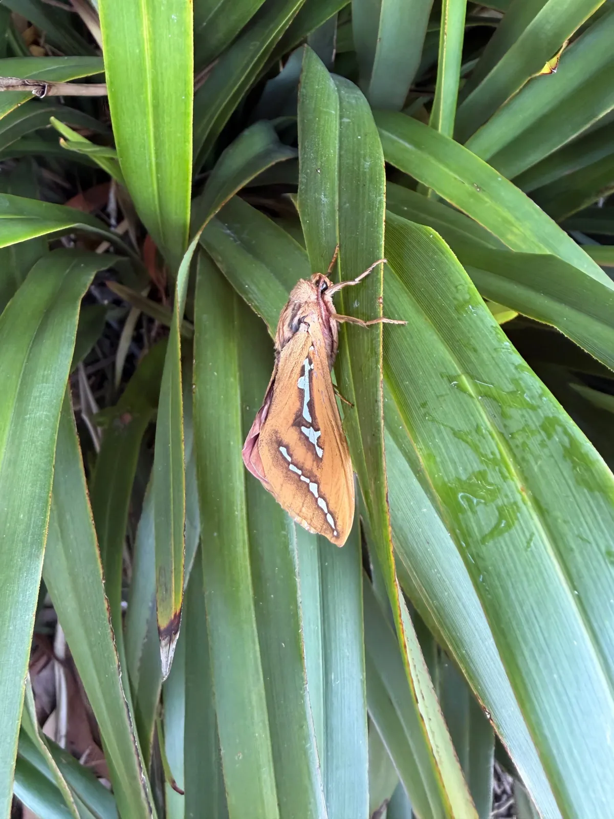 Moth on a plant