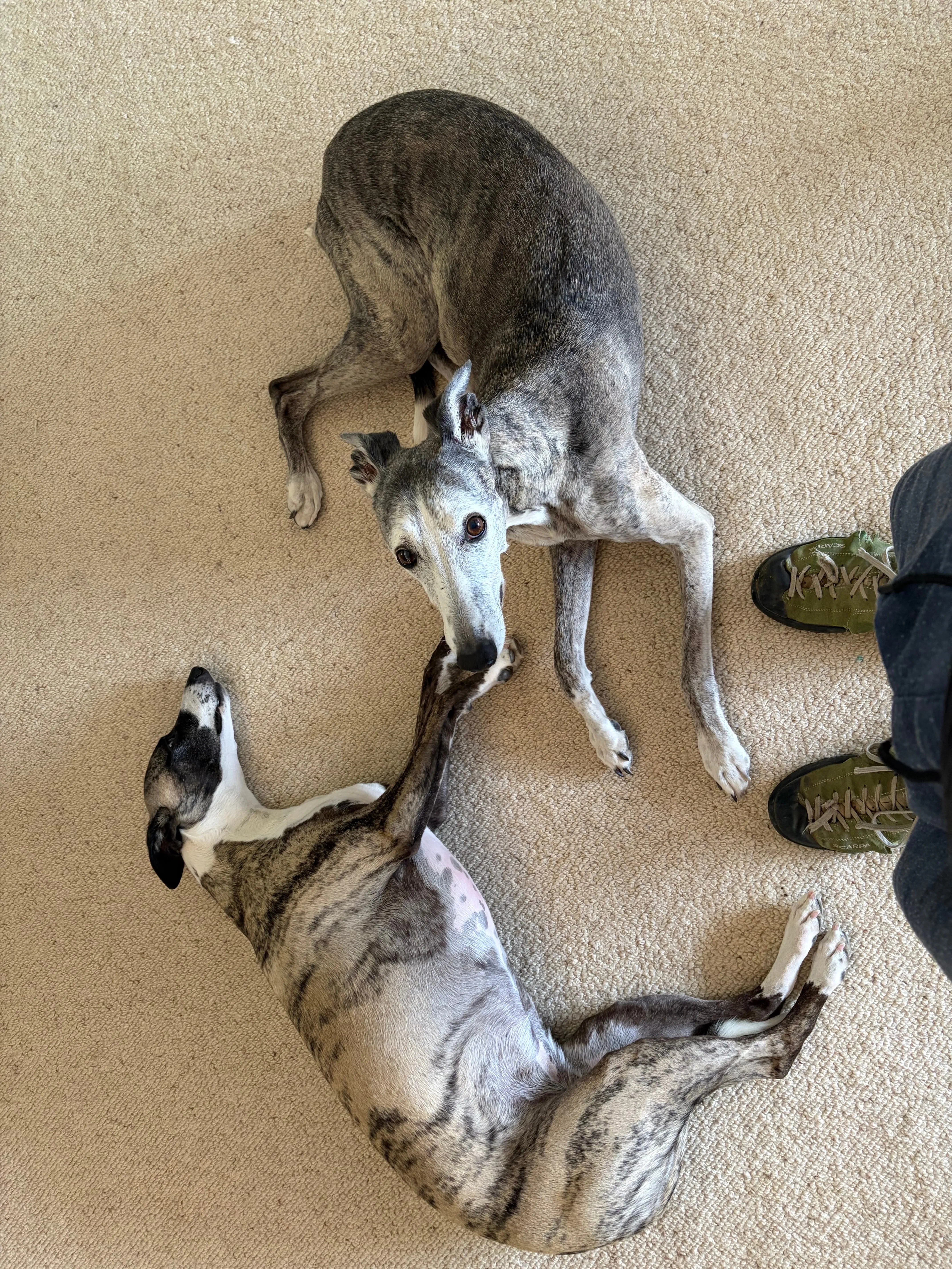 Two dogs on the floor