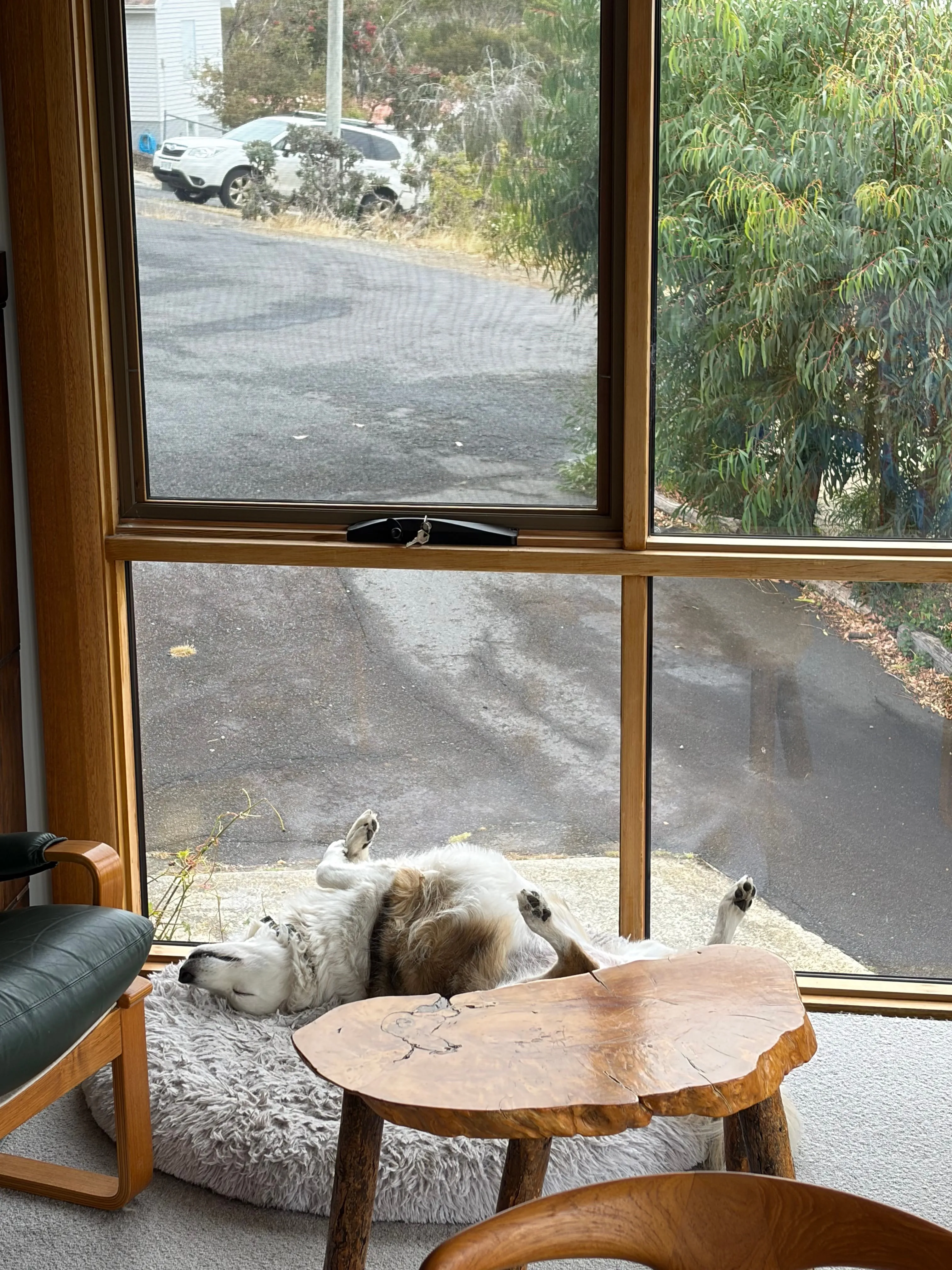 Dog's belly in the air like she just don't care