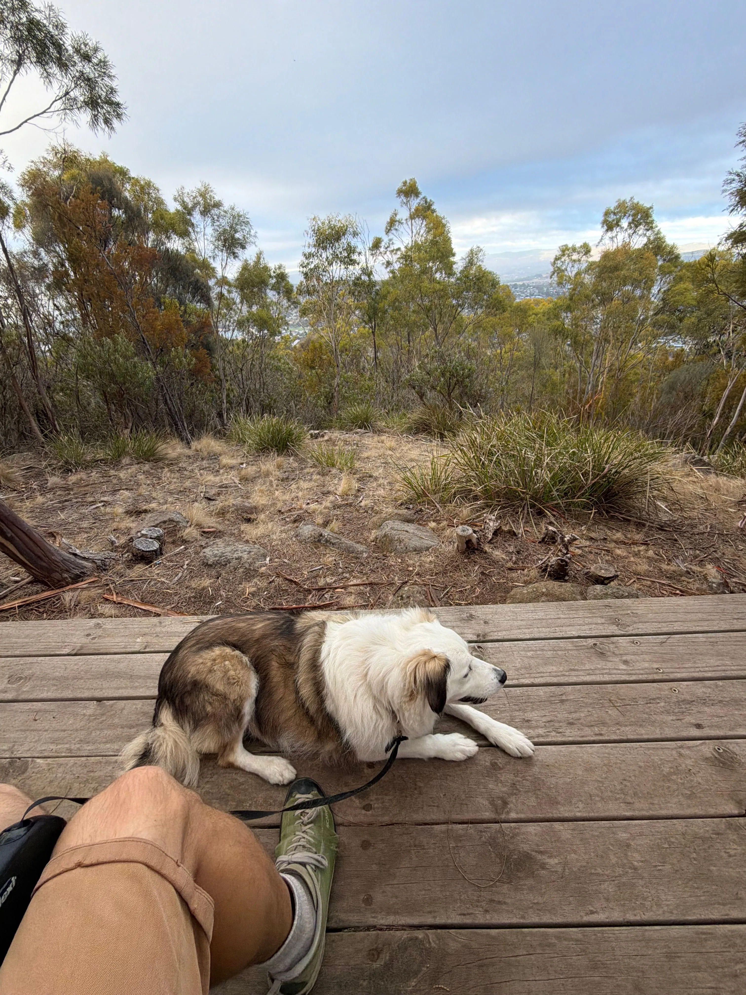 Dog at a lookout