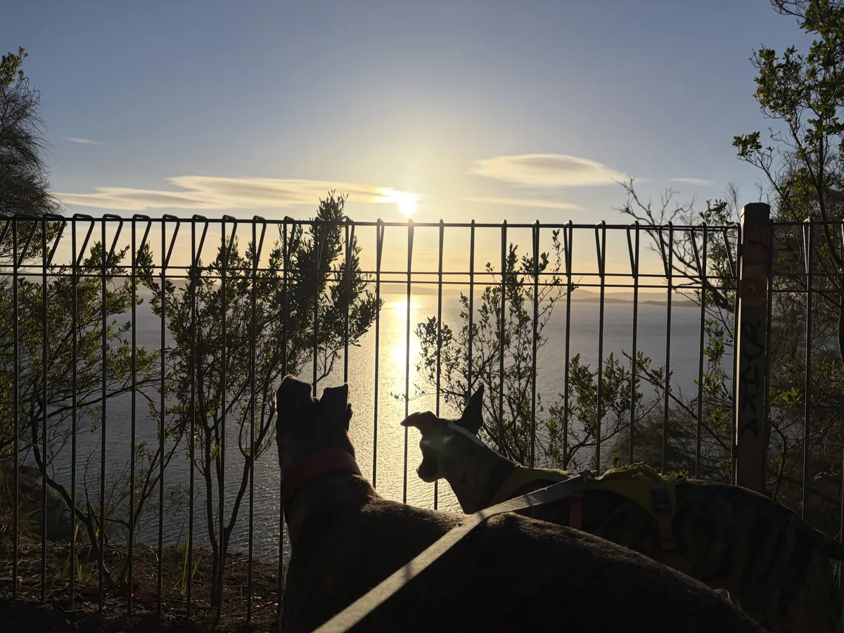 Two dogs looking at a sunset