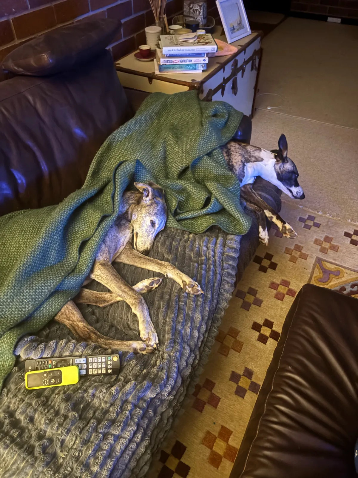 Two dogs under a blanket on a couch