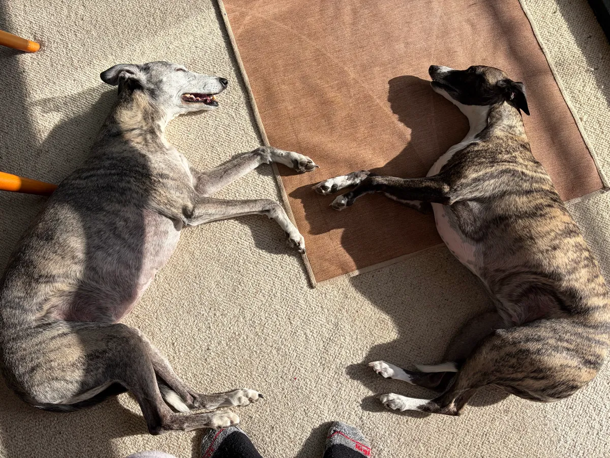 Two dogs laying in the sun
