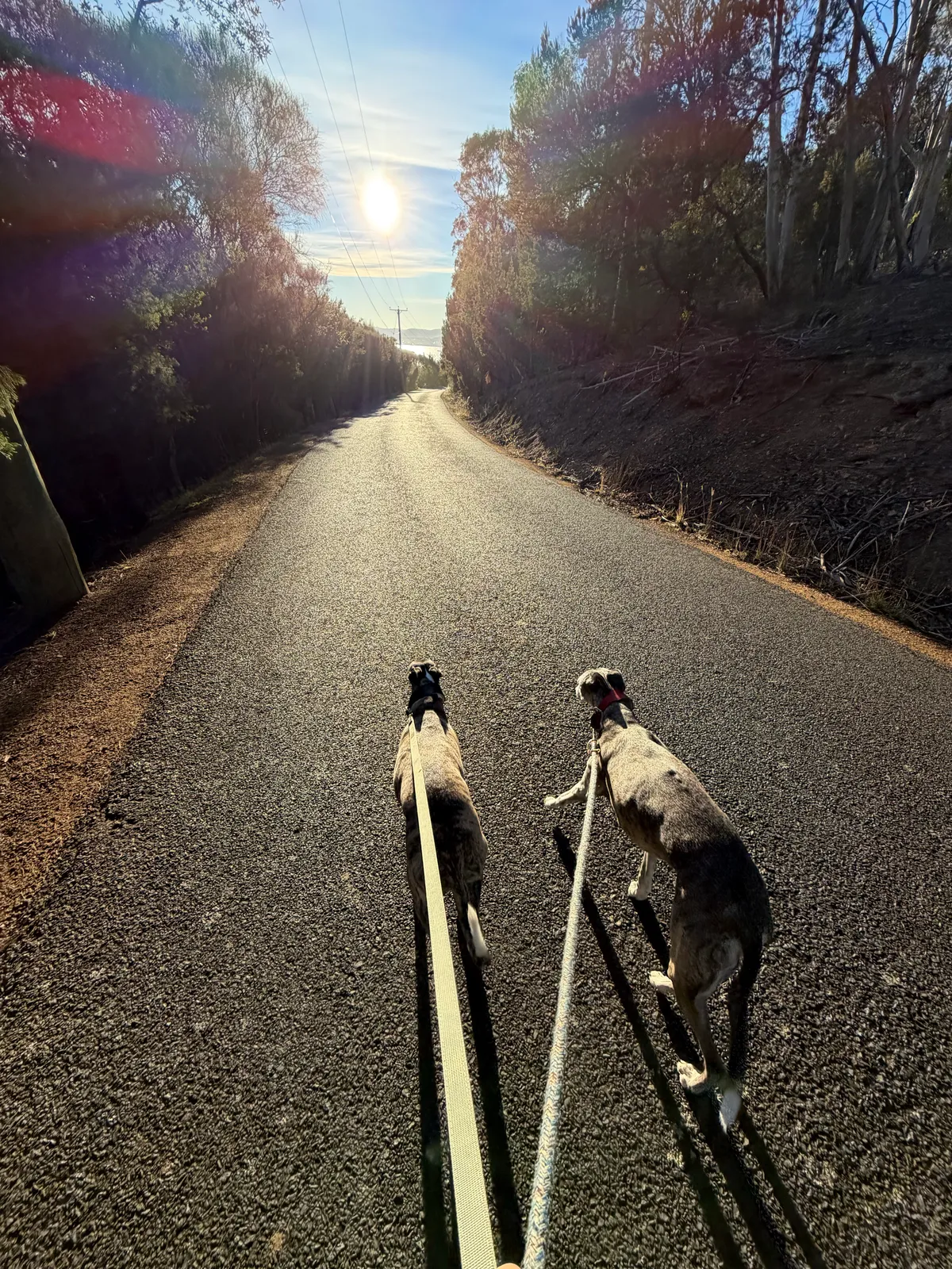 Two dogs walking down a sunny road