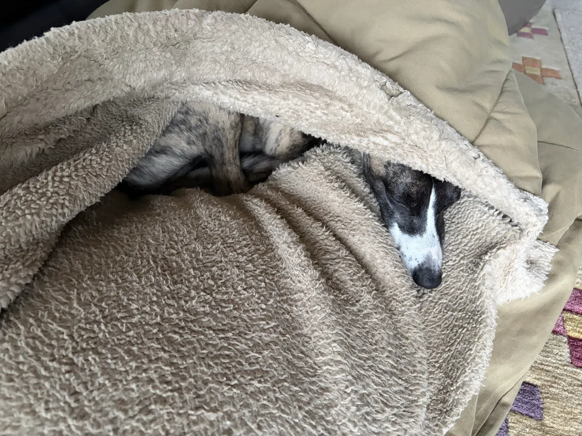 A dog napping