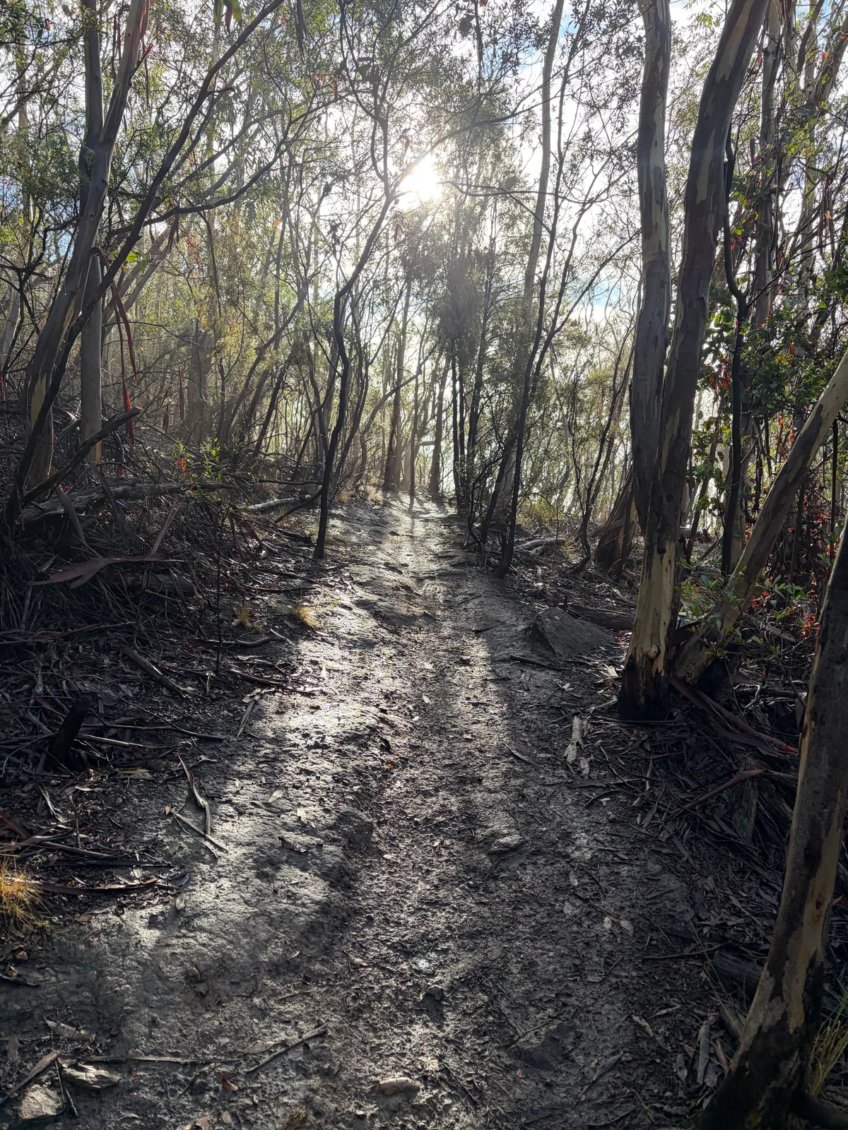 A bush trail