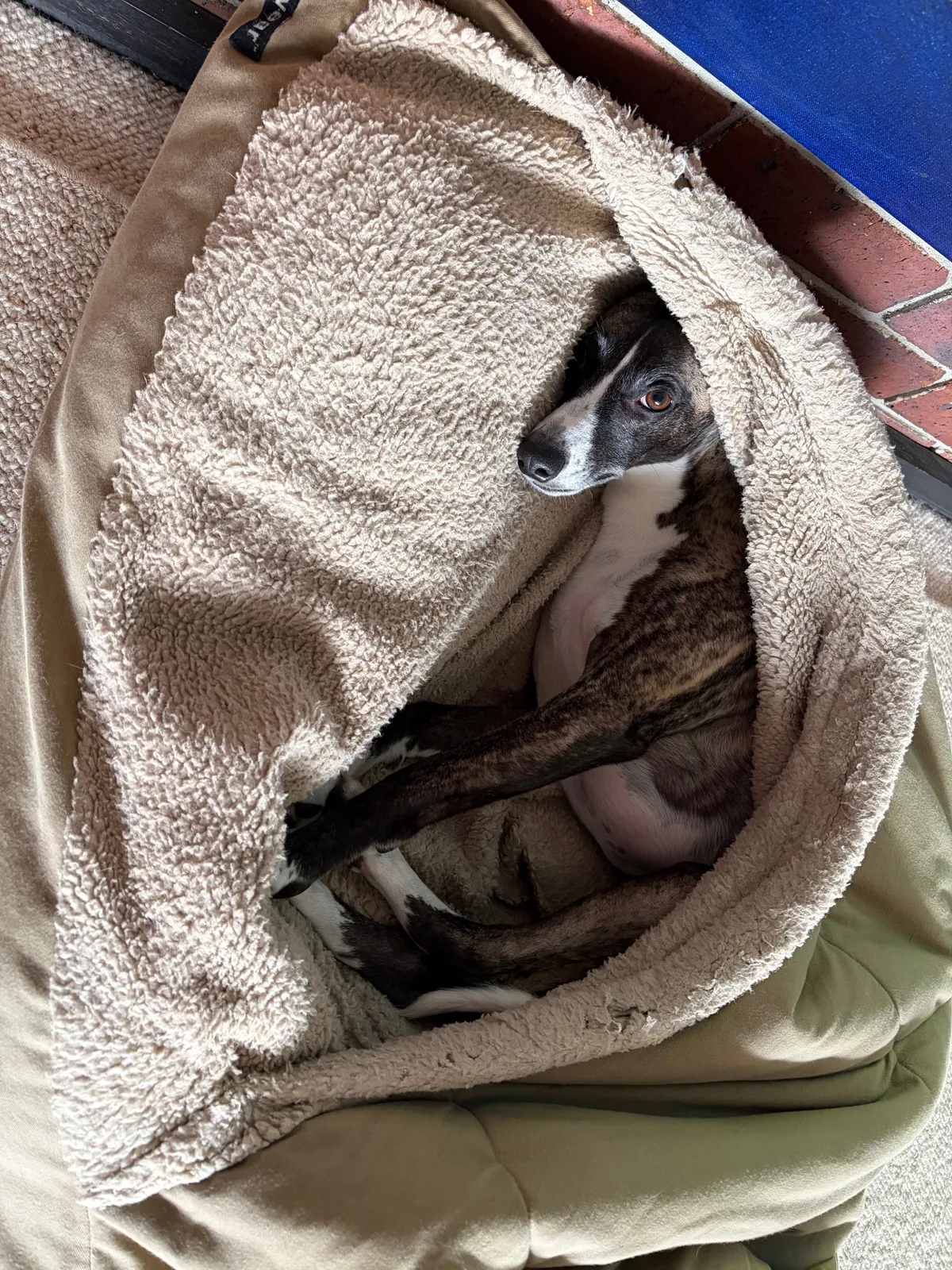 Cosy dog