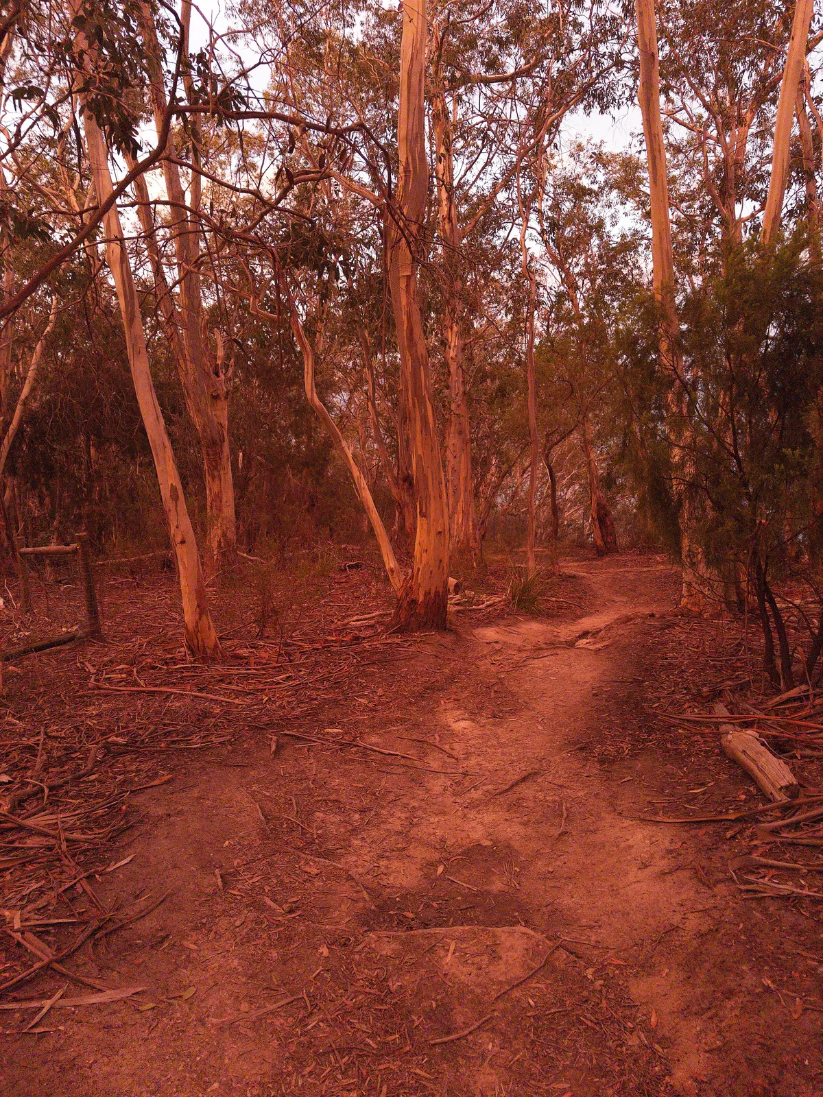 Red sunset in the bush