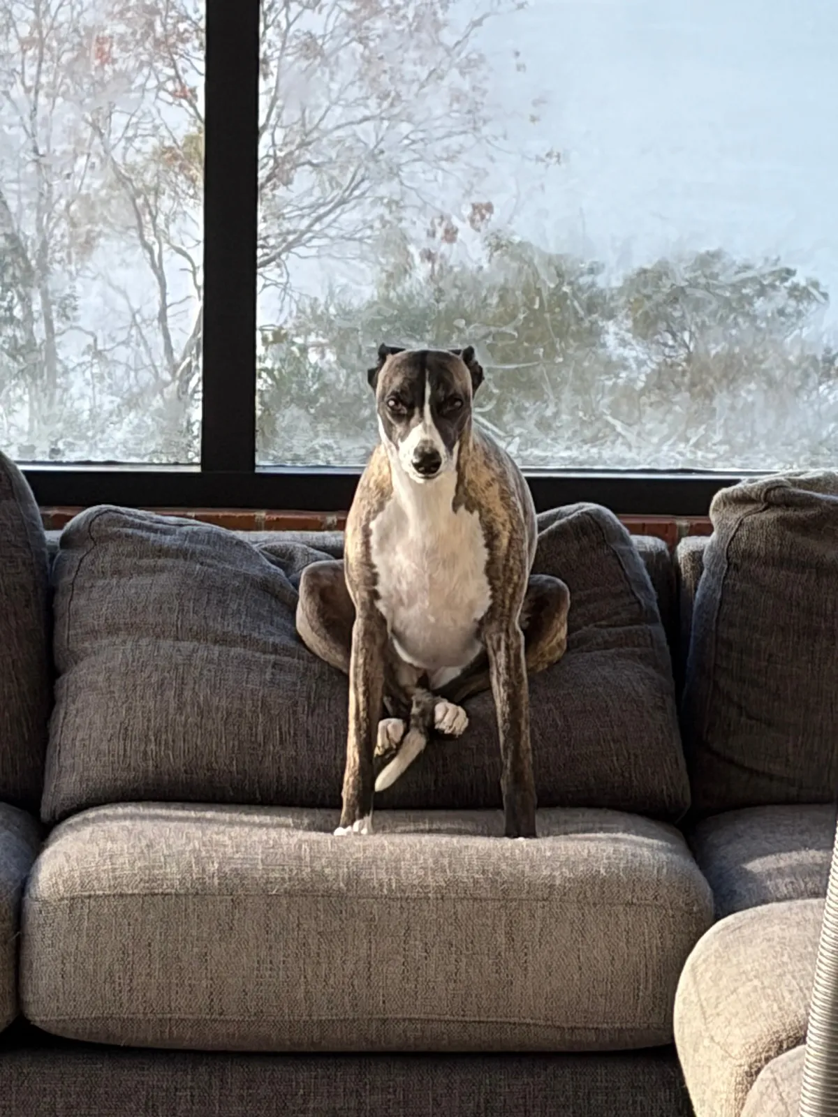 Dog sitting funny