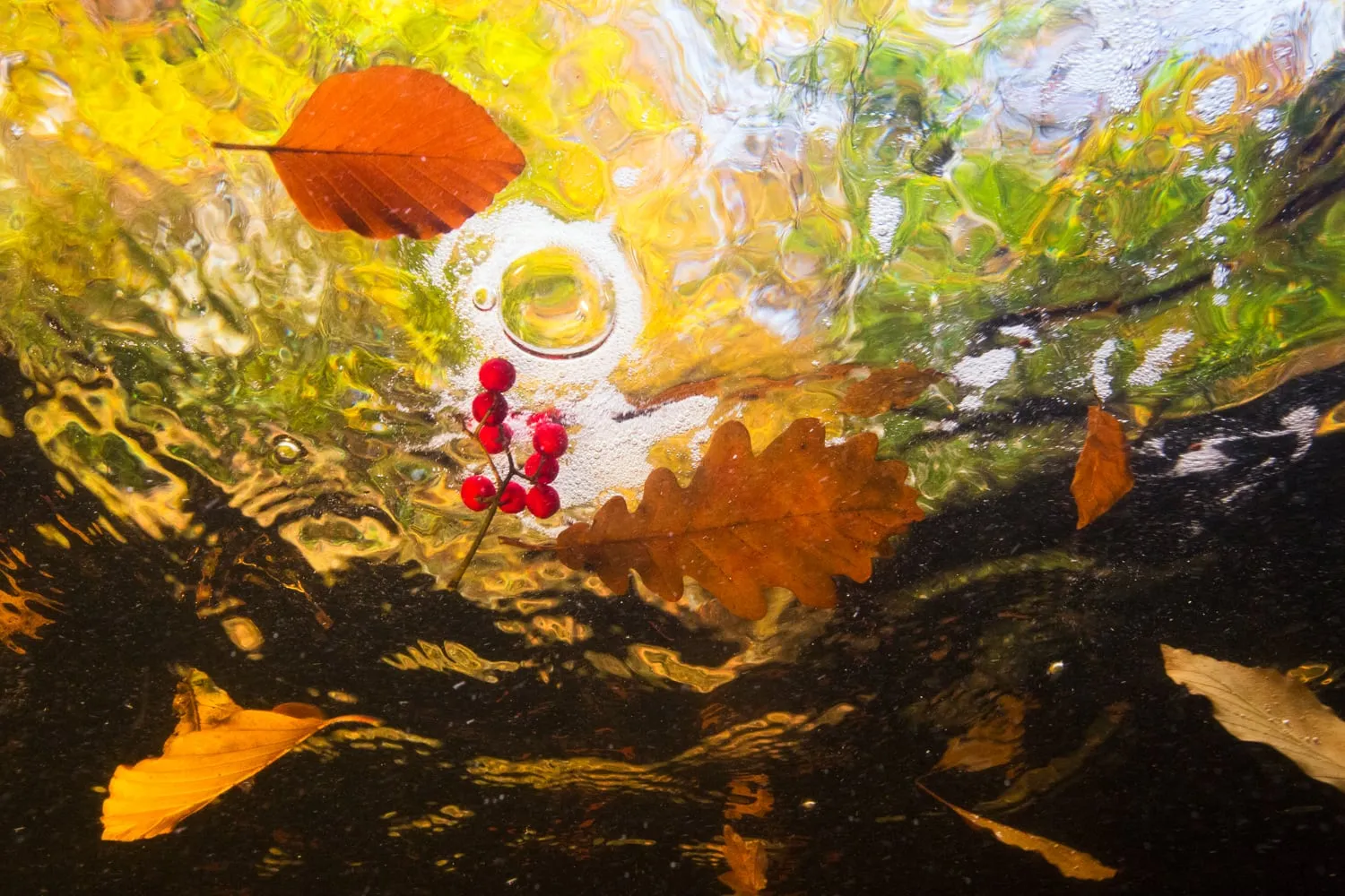 Photo of leafs in water