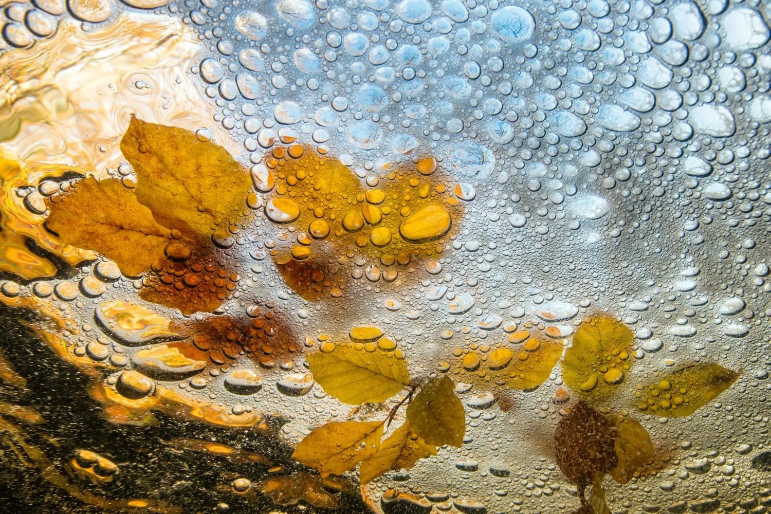 Photo of leafs in water