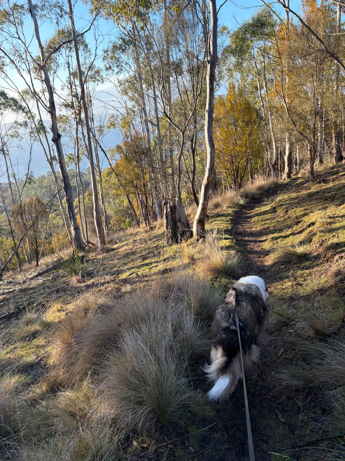 Dog walking down a bush track