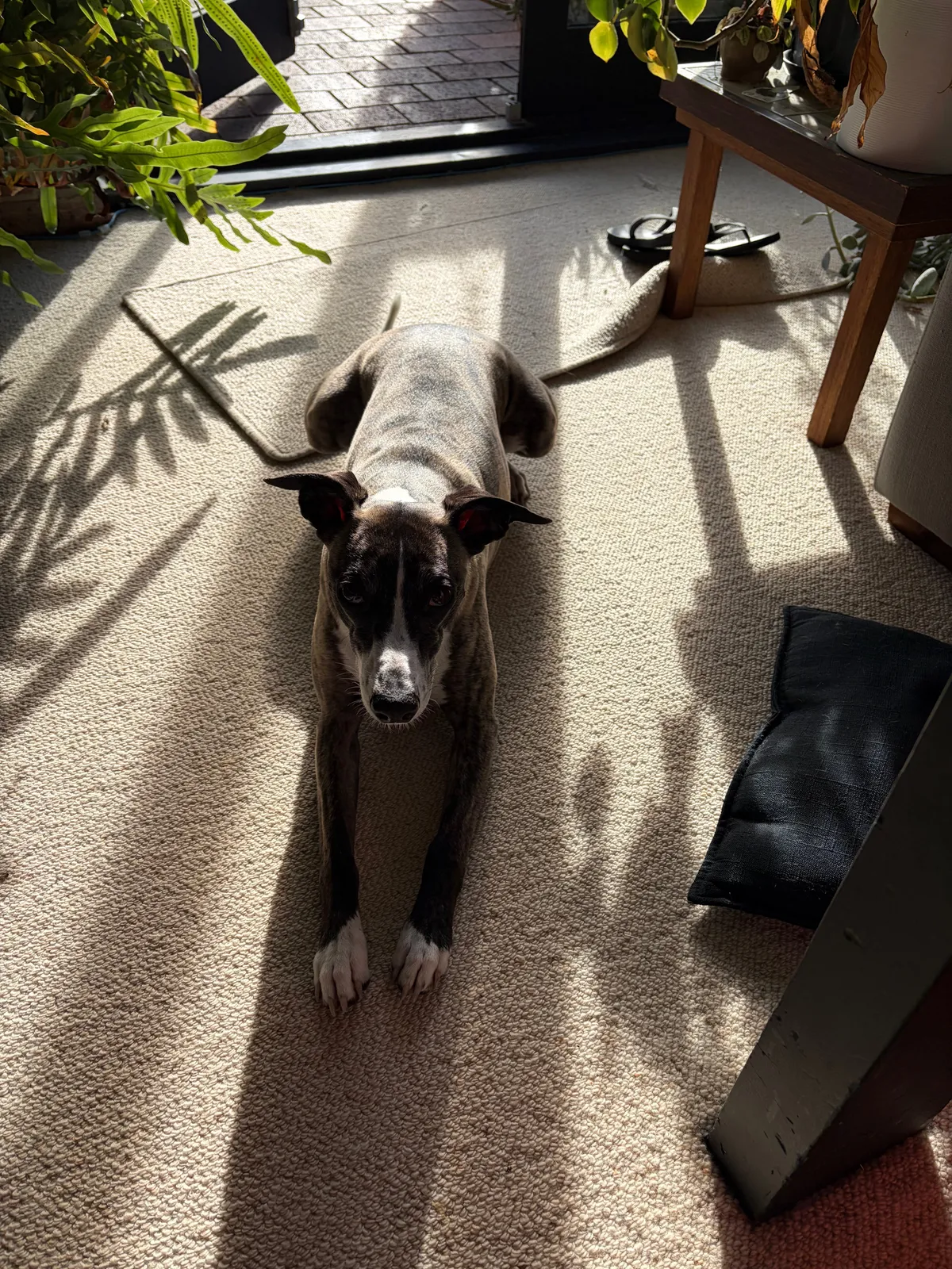 Dog laying on carpet