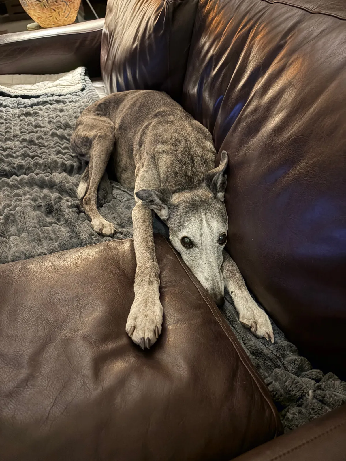 Dog supermanning on a couch