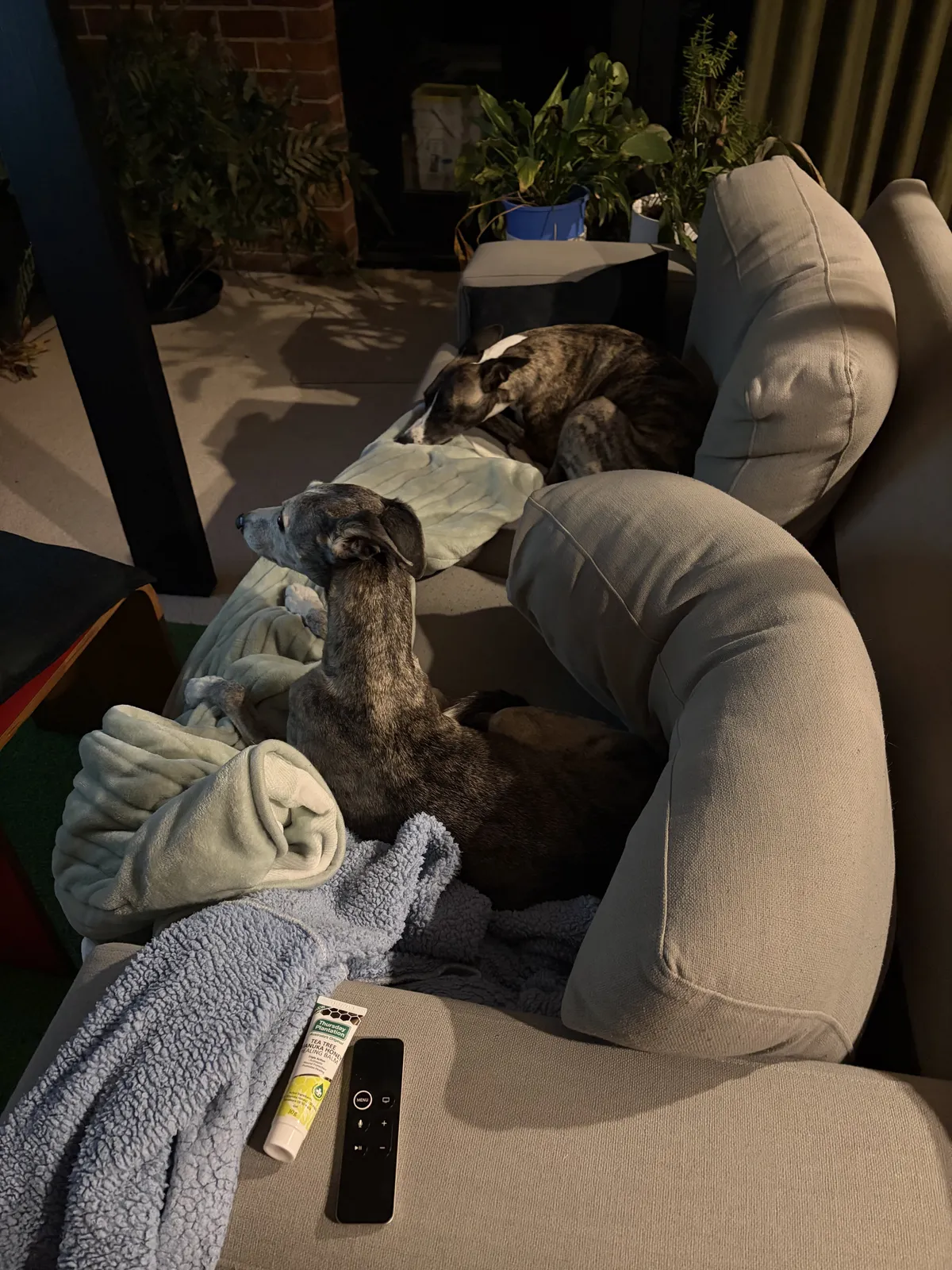 Couch stealers