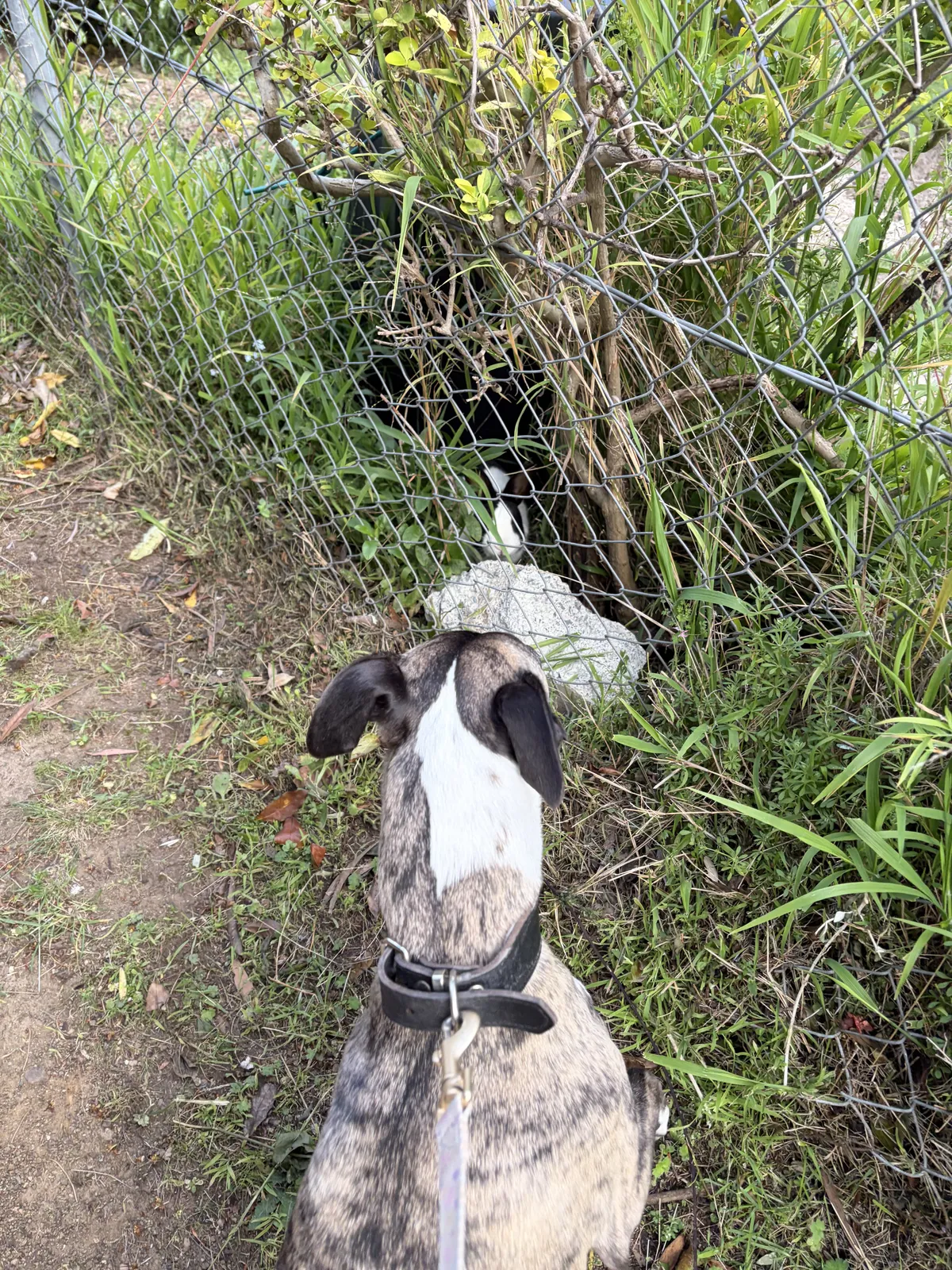 Bunny exterminator